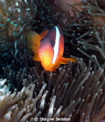 Black Anemone fish taken with a Sealife DC1200 with Fishe... by Shayne Seddon 